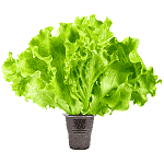 Σαλάτα Λόλα Σε Γλαστράκι