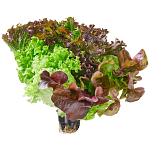 Σαλάτα Τριπλή Εγχώρια Σε Γλαστράκι