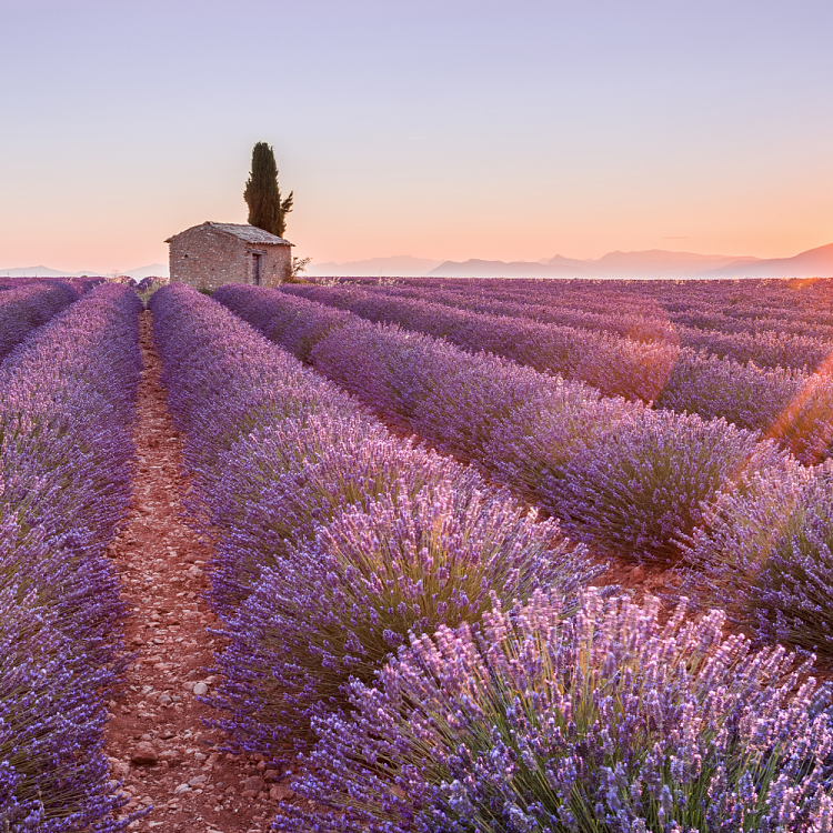 Glade Automatic Spray Αποσμητικό Χώρου Tranquil Lavender Ανταλλακτικό