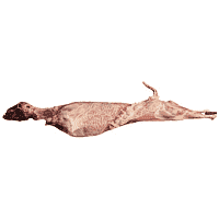 Κατσίκι Ελληνικό